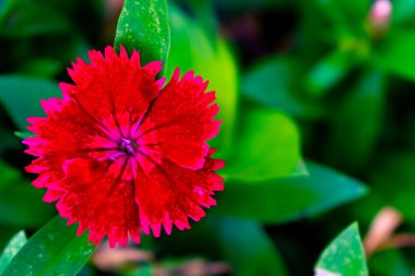 Güzel kırmızı bir dianthus chinensis çiçeği yapraklarıyla, baharda çiçek açtı.