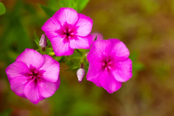 Güzel çiçekler Phlox davul mondii ön planda kremalı arka planda üç ilkbaharda çiçek açıyor.