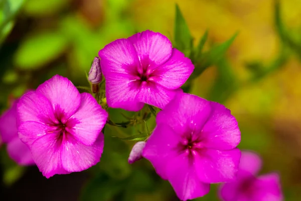 Güzel çiçekler Phlox davul mondii ön planda kremsi arka planda iki ilkbaharda çiçek açıyor.