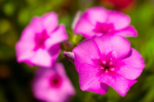 Güzel çiçekler Phlox davul mondii ön planda kremalı arka planda ilkbaharda çiçek açıyor.