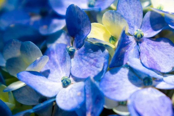 Mavi Ortanca (Hydrangea makrophylla) veya ilkbahar boyunca ön planda Hortensiya çiçekleri