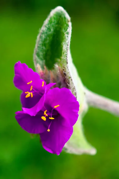 Küçük Tradescantia Sillamontana, sulu bitkilerden gelen mor rengi ve narin yapraklarıyla baharda çiçek açtı.