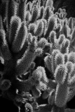 Genç bir Cholla kaktüsü güzel bir öğleden sonra ışığında yıkanır iğnelerin parlamasına ve parlamasına neden olur. Bitki Las Vegas Nevada 'nın dışındaki bir kum bahçesinde küçük bir kaktüs tarlasında yetişiyordu. Görüntü analog Kodak Tri-X siyah...