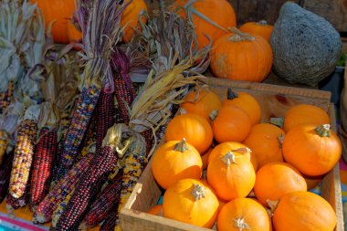 Rockport, Massachusetts - Ekim 2019 - Küçük balkabakları ve kurutulmuş mısır, hasat festivali sırasında bir açık pazarda ahşap sandıklarda sergileniyor.