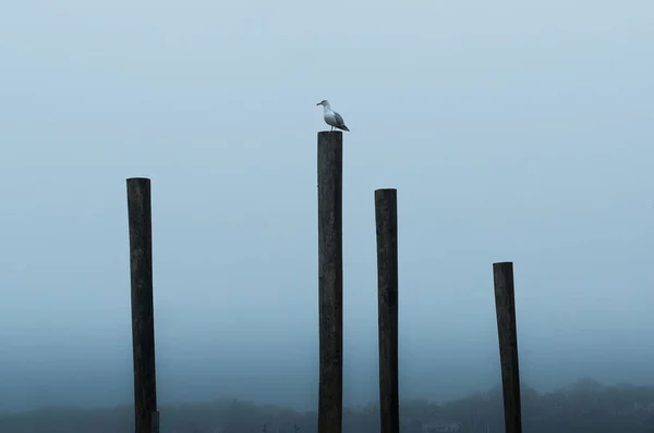 Samotna Mewa Siedzi Drewnie Mglisty Dzień Gloucester Massachusetts Różnych Wysokościach — Zdjęcie stockowe