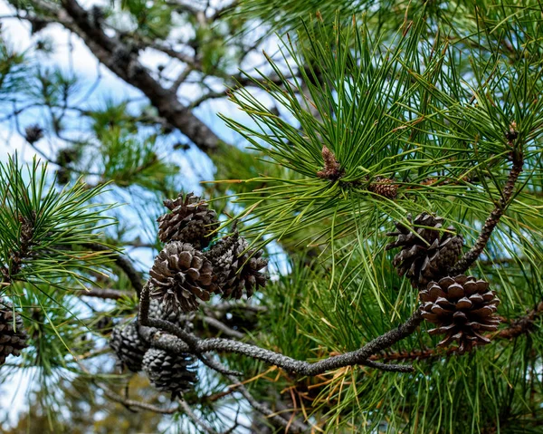 Een Cluster Van Ronde Dennenappels Omringt Felgroene Takken Van Een — Stockfoto