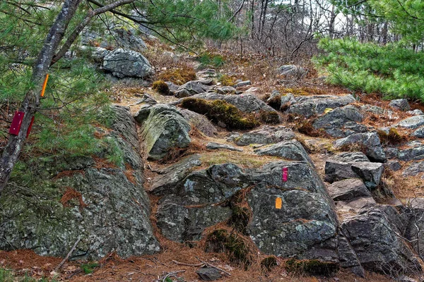 Markers lead hikers along a trail through the woods and up a granite rock hillside. This trail is in the Breakheart Reservation  Wakefield Massachusetts. The floor of the train is carpeted with dried pine needs and leaves. Red and golden yellow rec