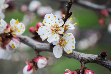Vahşi kayısılar, yaklaşın.
