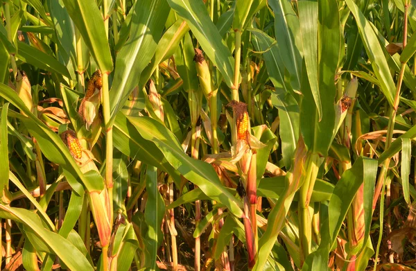 Corn Field Closeup — Stock Photo, Image