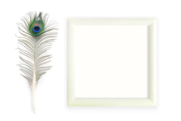 Peacock feathers with square frame — Stock Photo, Image