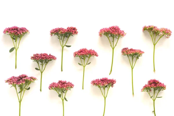 Roze bloemen achtergrond — Stockfoto