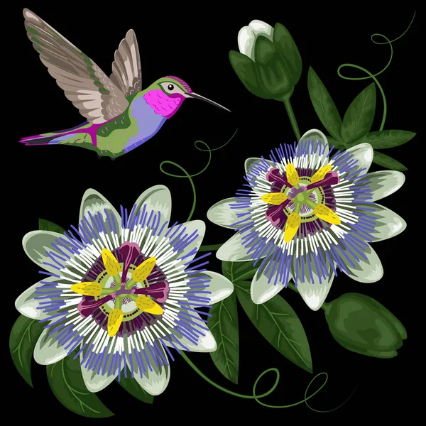 Hummingbird och Passiflora — Stock vektor