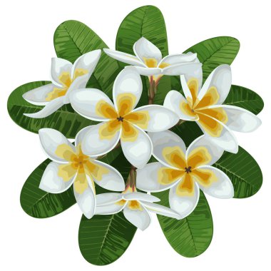 Plumeria tropikal buket