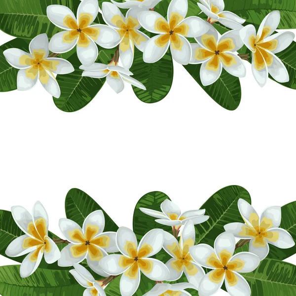 Plumeria tropische grens — Stockvector