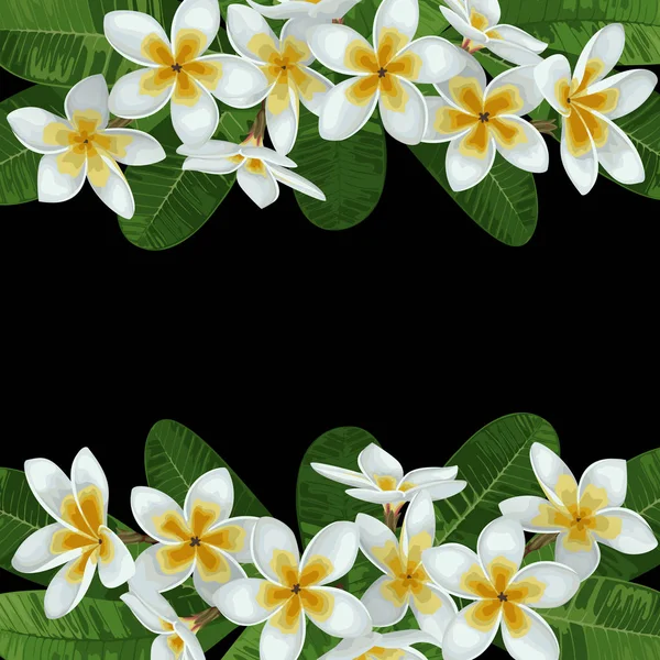 Plumeria Fronteira Tropical — Vetor de Stock