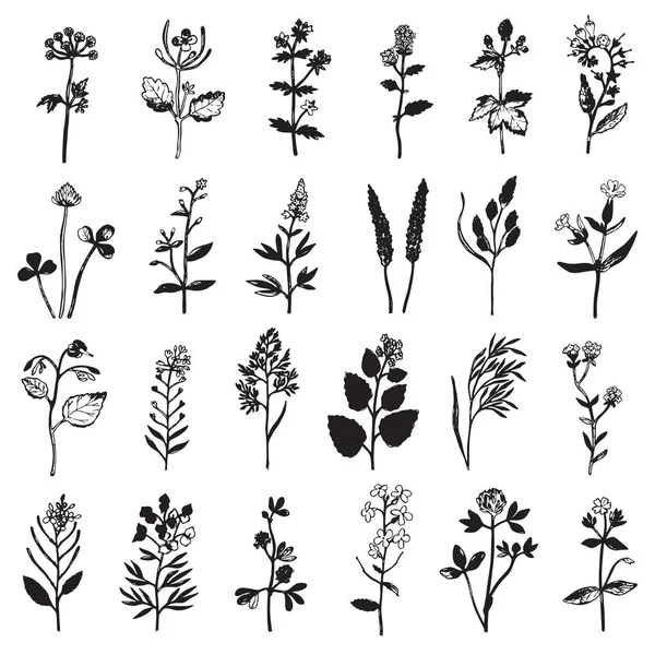 Set de tinta herbal — Vector de stock