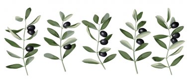zeytin dalı seti