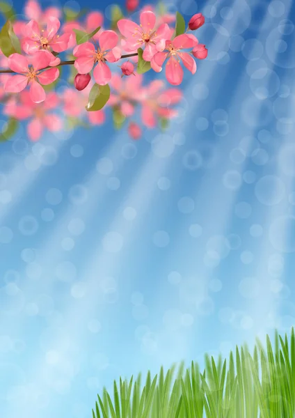 Pink blossoming cherry branches and green grass with bokeh effect — 스톡 벡터
