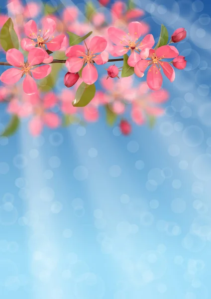 Pink blossoming cherry branches with bokeh effect — 스톡 벡터