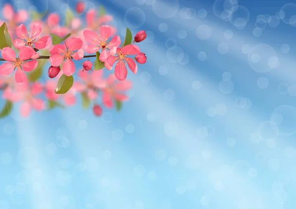 Ramas de cerezo florecientes rosas con efecto bokeh — Vector de stock