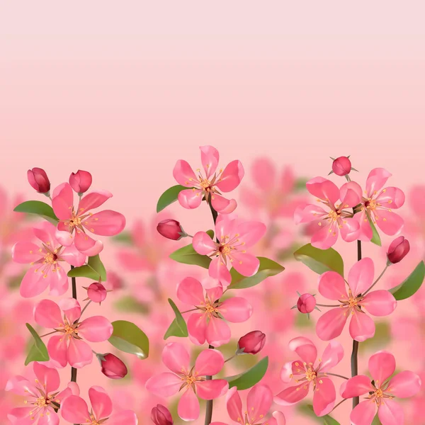 Rami di ciliegio rosa in fiore con bordo senza cuciture effetto bokeh — Vettoriale Stock