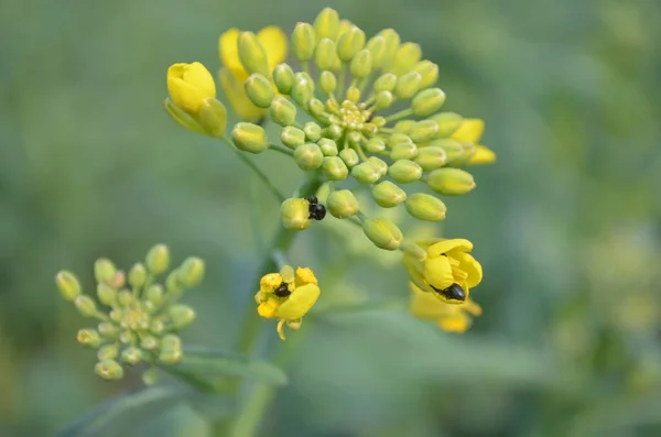 Böceklerle dolu Rapse çiçeği.
