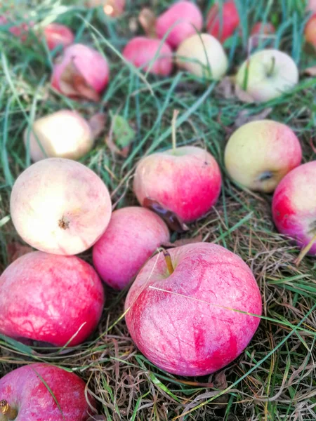kırmızı elmalar çimlerin üzerinde.
