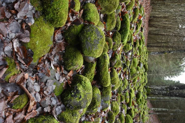 Kayalıklarda yeşil yosun.