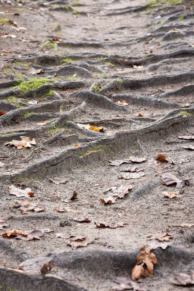 Ormandaki köklerin en üst görüntüsü