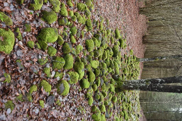 Buzlu yeşil yosun. Pokainler, Letonya.