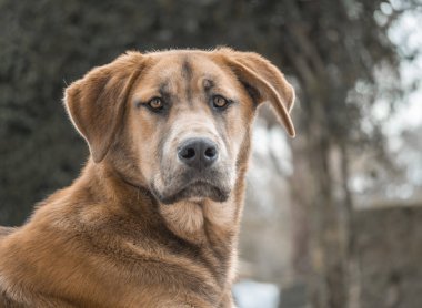 KAMERA 'YA ARAŞIYOR