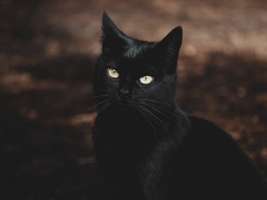 Kara kedi kameraya bakıyor.