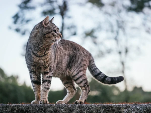 Eine Katze Mit Grünen Augen Die Die Welt Betrachtet — Stockfoto