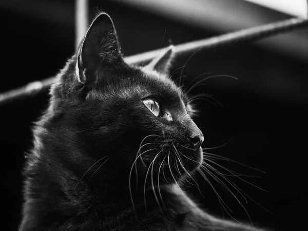Kara Kedi Yana Bakıyor — Stok fotoğraf