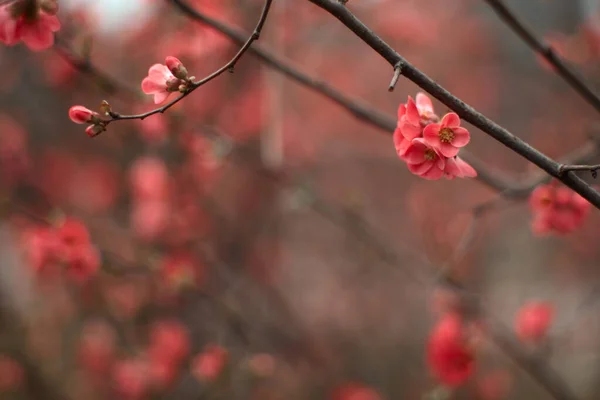 Chaenomeles Egy Gyönyörű Homályos Háttérrel Bokeh Rózsaszín Virágok Célkitűzésre Merőleges Stock Fotó