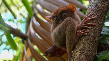 closeup photo of a small fluffy tarsier sits on a tree under a green leaf, the smallest monkey with huge eyes, Philippines, Bohol island clipart