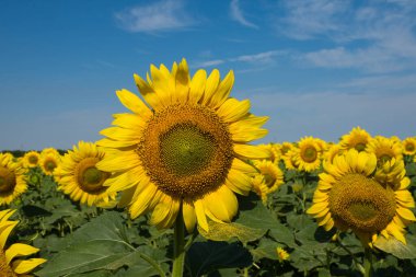 Sarı ayçiçeği tarlası. Önünde büyük bir ayçiçeği. Mavi gökyüzü ve küçük bulutlar. yaz konsepti