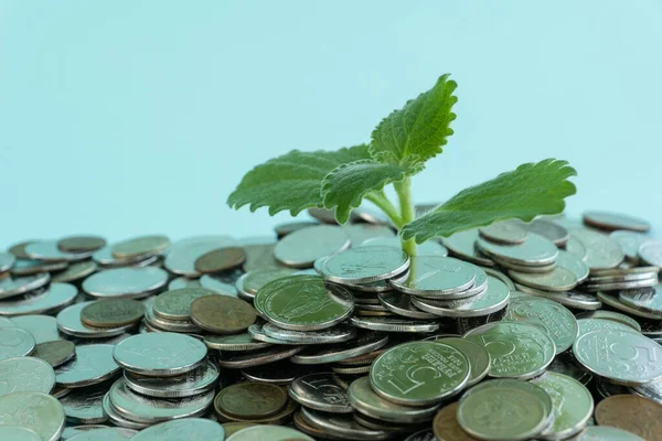 closeup photo of little green plant growing from coins. light blue background, space for text, earning money skills, financial and interest growth concept