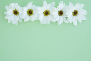 Fotoğrafın üst tarafında sıralanmış papatya millerinin üst görüntüsü, kartpostal için düzen, metin için alan, selamlama kavramı