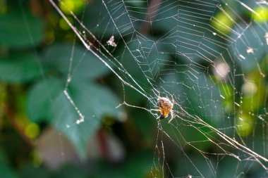 İnce örümcek ağının ortasında, kurbanı için ağlayan örümcek, yeşil arka plan, yaz, vahşi yaşam