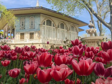 Türk Topkapı Sarayı 'nın bahçesinde açan laleler