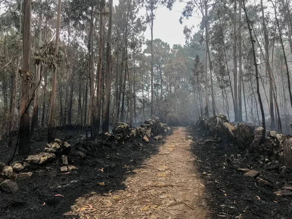 eucalyptus forest in portugal after a fire soil road divides two parts of a burned forest and grass, enviromental damage