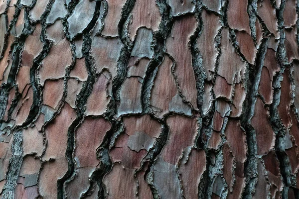 木の背景の茶色と灰色の樹皮写真を閉じて木の質感自然生態学的概念 — ストック写真