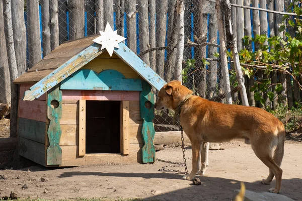 Μεγάλο Καφέ Σκυλί Στέκεται Κοντά Στο Ξύλινο Σκυλόσπιτο Και Κοιτάζοντας — Φωτογραφία Αρχείου