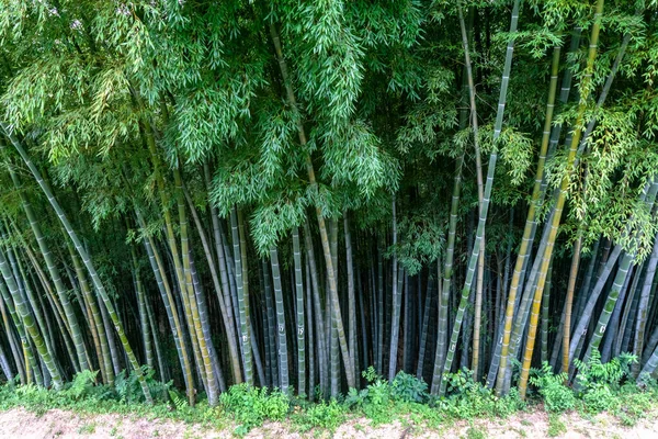 tropikal ormanlarda yüksek saplı yeşil bambu ormanları, pitoresk manzaralar, Japonya bitkileri