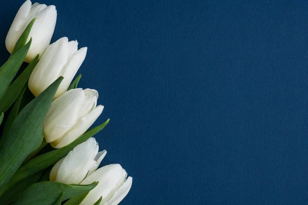 Klasik mavi arkaplanda fotoğrafın sol köşesinde beş beyaz lale, mesaj için yer, kartpostal için düzen, kadın günü veya sevgililer günü, tatil konsepti