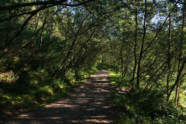 Pittoresco Sentiero Ombreggiato Nella Foresta Verde Escursioni Passeggiate Vita Sana — Foto Stock