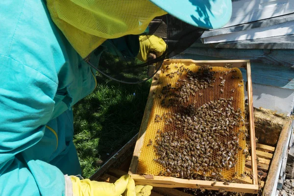 身穿蓝色防护服的养蜂人 戴着网罩的手套和帽子 在蜂房 养蜂场和蜂窝的框架内照料蜜蜂 发展家族生意 — 图库照片