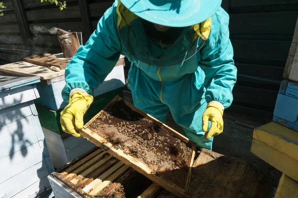 养蜂人身穿蓝色的防护服 头戴一顶网状的帽子 用蜂窝 养蜂场和蜂窝中的蜜蜂观察蜂群 发展家族生意 — 图库照片