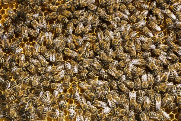 Fond Abeille Image Rapprochée Beaucoup Abeilles Dans Cadre Ruche Apiculture — Photo